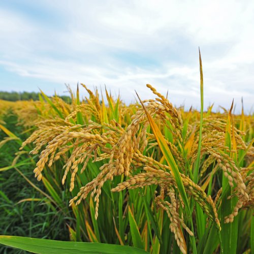 Detail Gambar Sawah Padi Yang Cantik Nomer 26