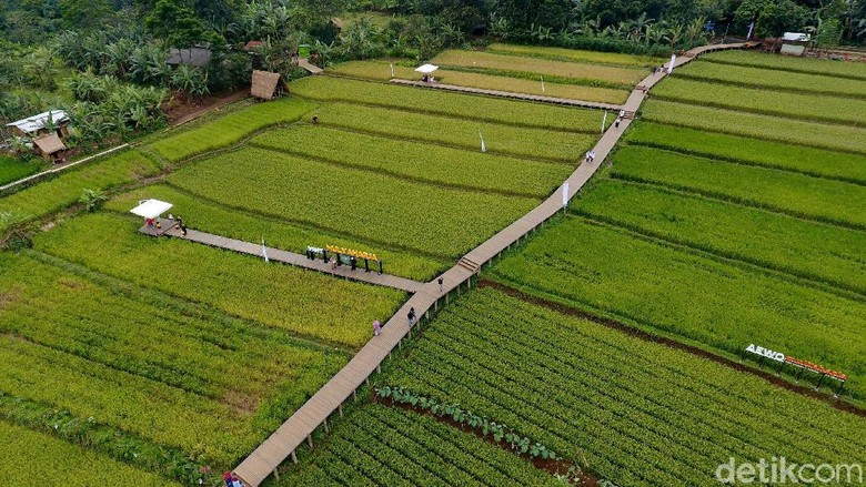 Detail Gambar Sawah Padi Yang Cantik Nomer 34