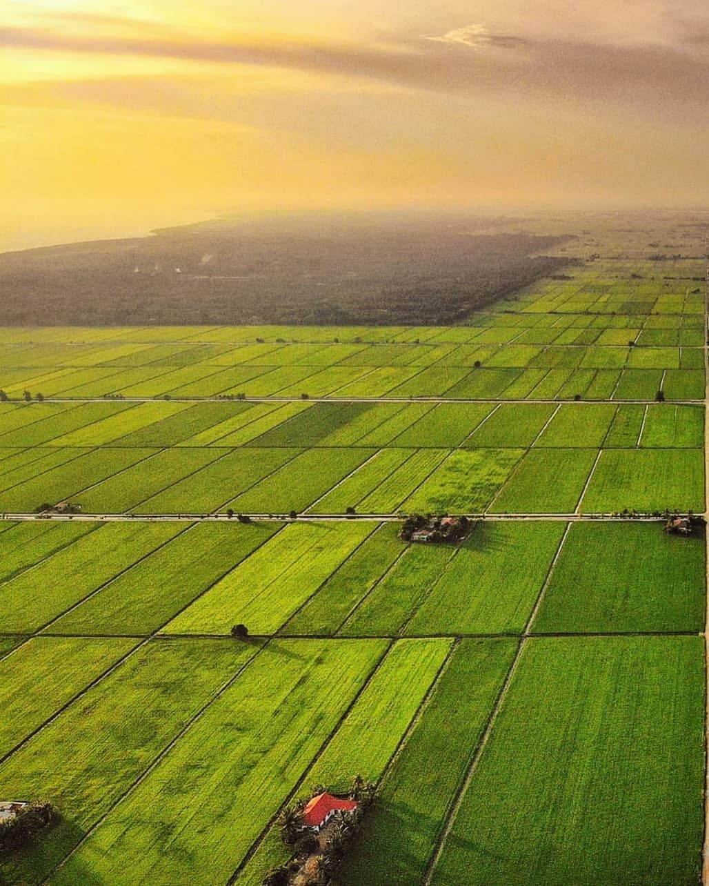 Detail Gambar Sawah Padi Yang Cantik Nomer 40