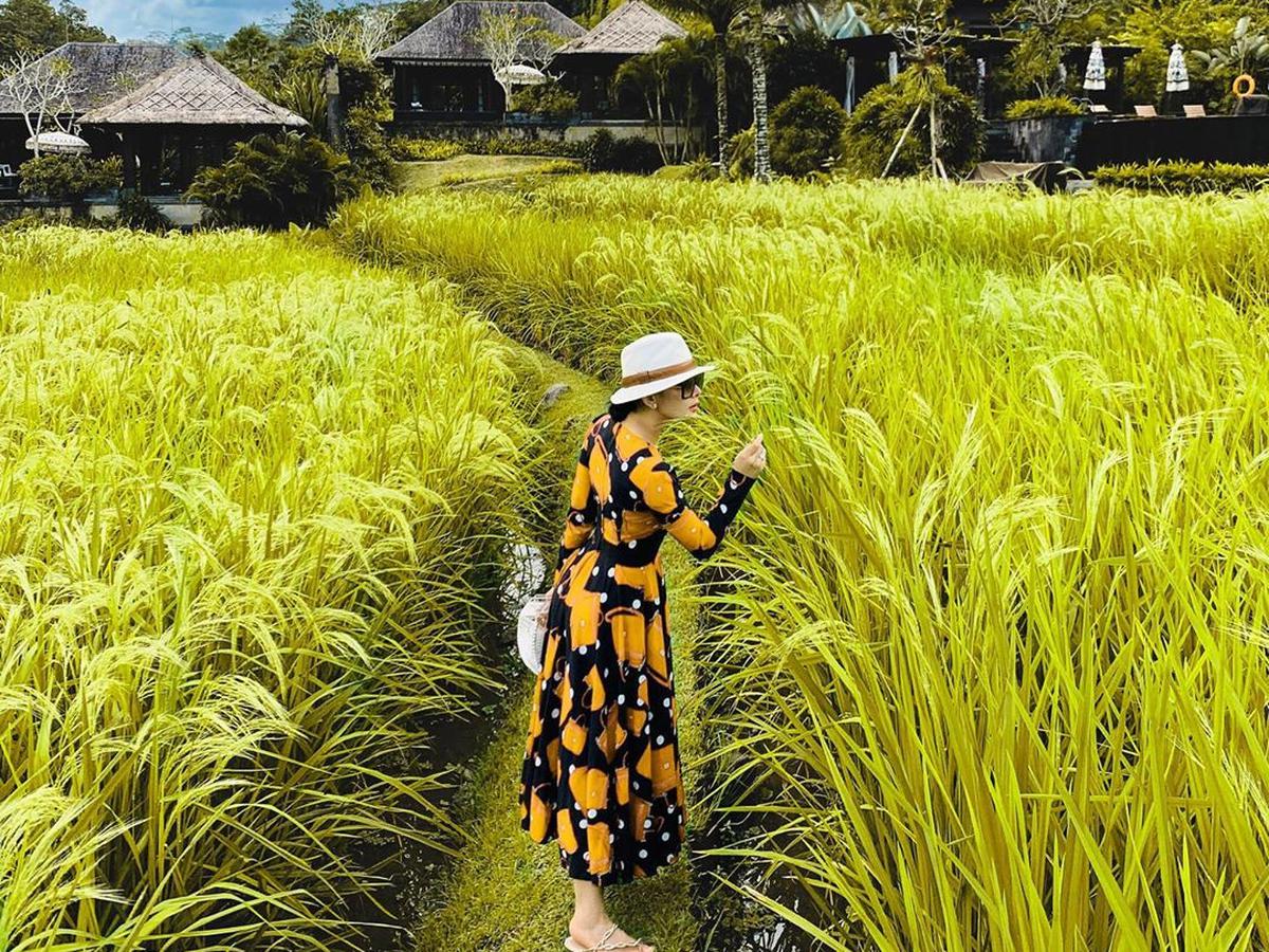 Detail Gambar Sawah Padi Yang Cantik Nomer 46