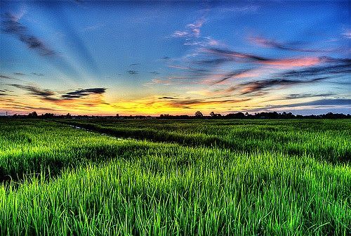 Detail Gambar Sawah Padi Yang Cantik Nomer 53