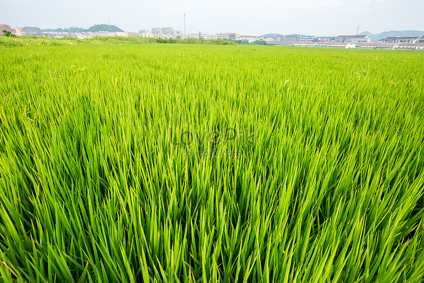 Detail Gambar Sawah Padi Yang Cantik Nomer 55