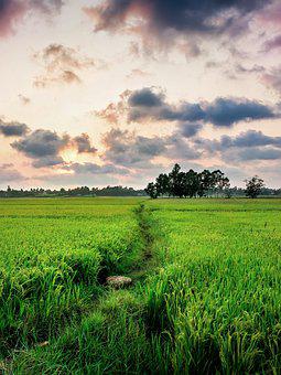 Detail Gambar Sawah Padi Yang Cantik Nomer 9