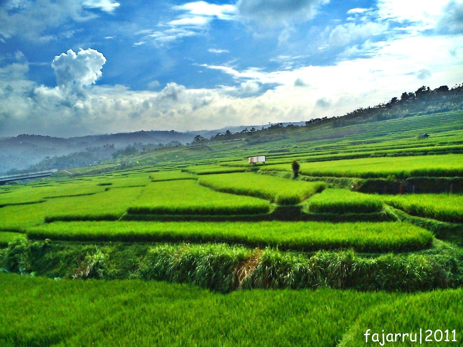 Detail Gambar Sawah Yang Indah Nomer 11