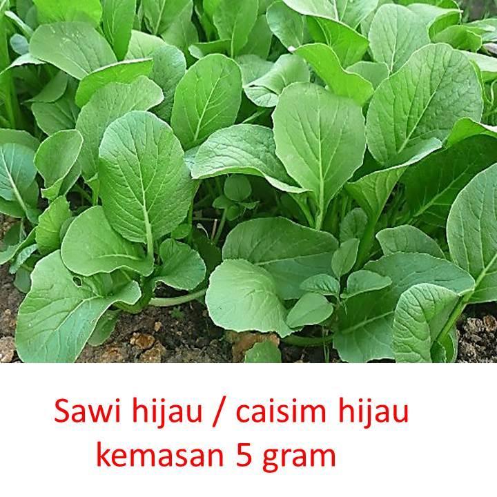 Detail Gambar Sawi Hijau Nomer 45