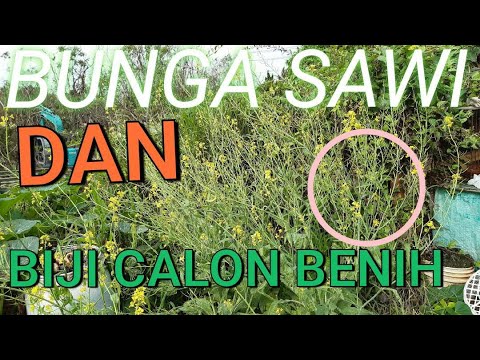 Detail Gambar Sawi Hutan Nomer 45