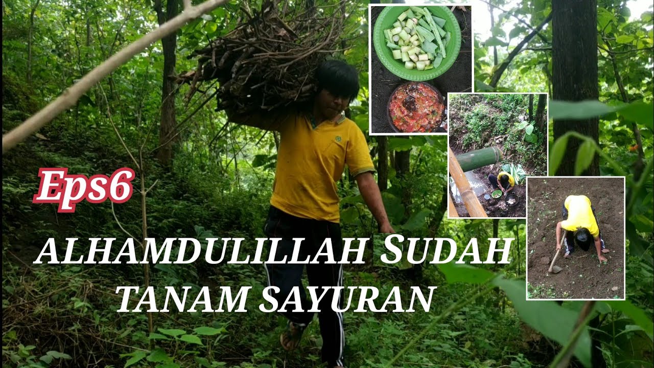 Detail Gambar Sawi Hutan Nomer 53