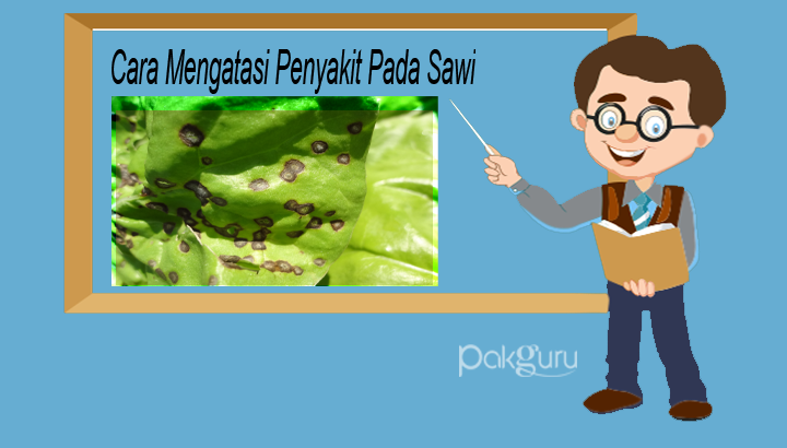 Detail Gambar Sawi Terkena Penyakit Busuk Daun Nomer 15