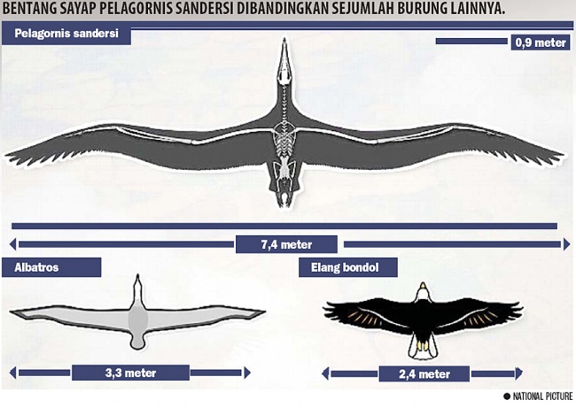 Detail Gambar Sayap Burung Nomer 41