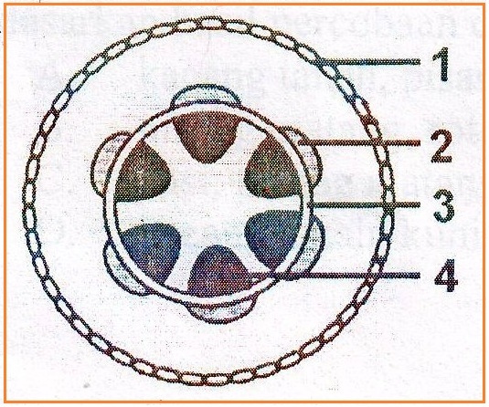 Detail Gambar Sayatan Melintang Batang Dikotil Nomer 21