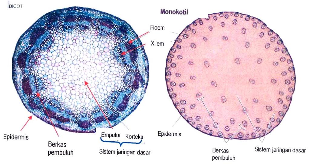 Detail Gambar Sayatan Melintang Batang Dikotil Nomer 37