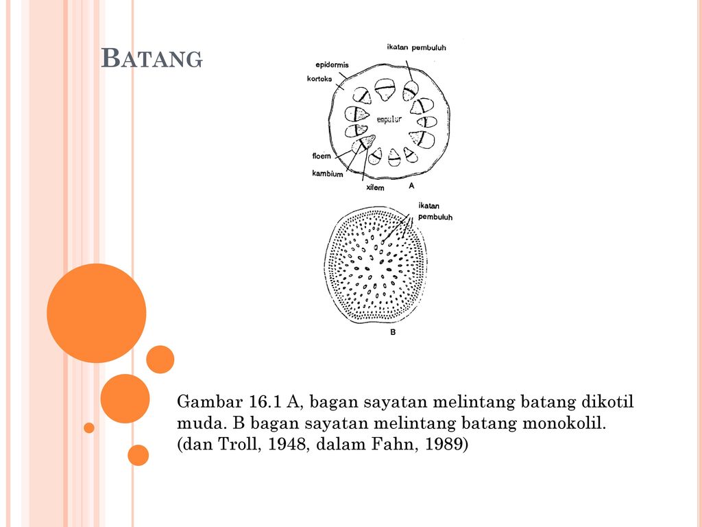 Detail Gambar Sayatan Melintang Batang Dikotil Nomer 40