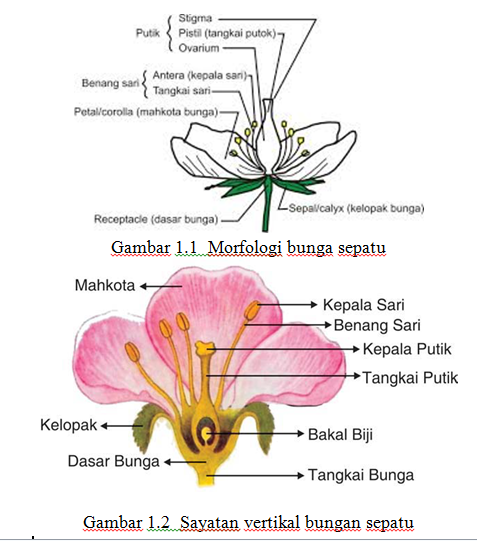 Detail Gambar Sayatan Vertikal Bunga Sepatu Nomer 3