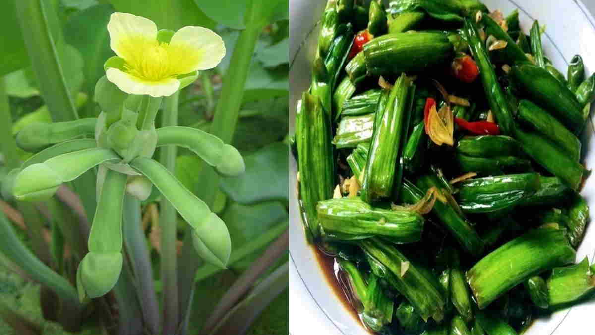 Detail Gambar Sayur Genjer Nomer 21