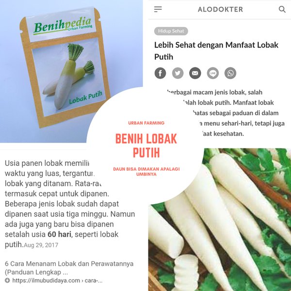 Detail Gambar Sayur Lobak Nomer 44