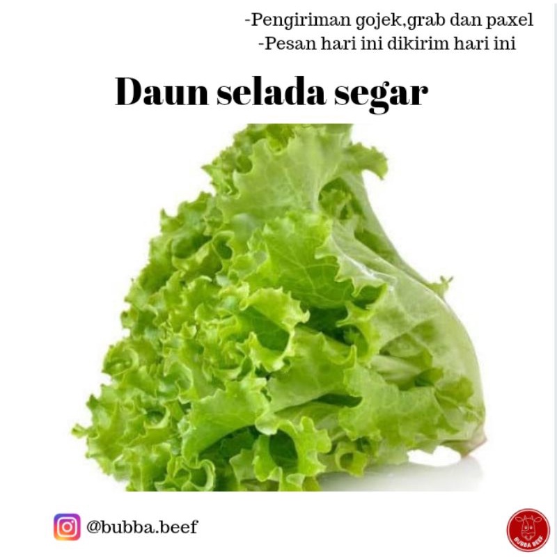 Detail Gambar Sayur Mayur Lalaban Sayur Leunca Nomer 24