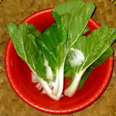 Detail Gambar Sayur Pakcoy Nomer 50