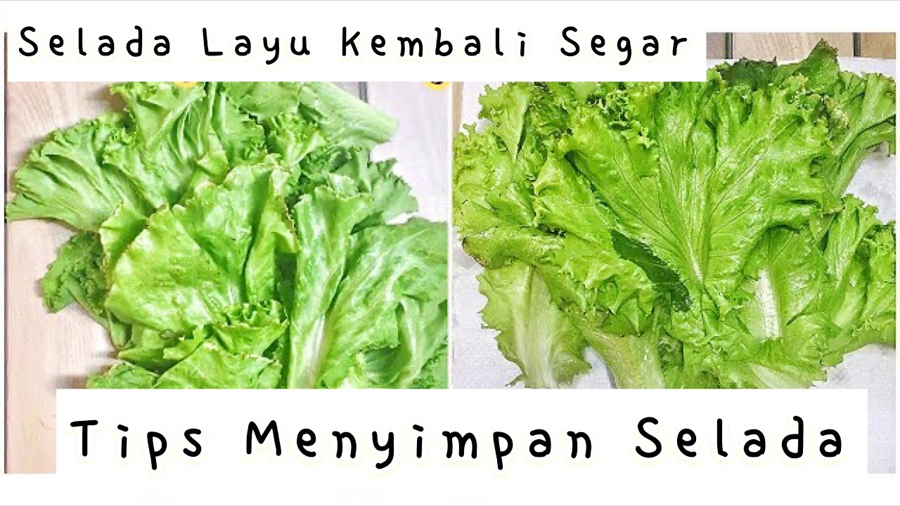 Detail Gambar Sayur Selada Nomer 37