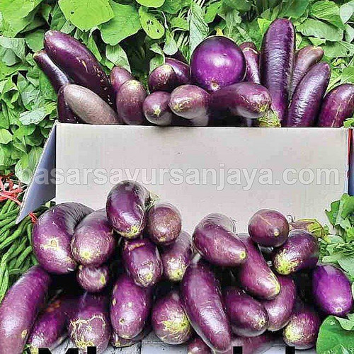 Detail Gambar Sayur Terong Nomer 35