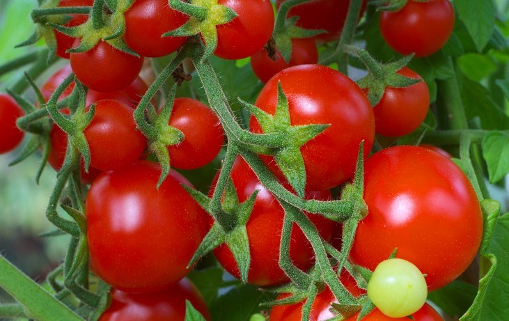 Detail Gambar Sayur Tomat Nomer 23