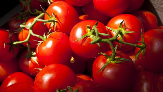 Detail Gambar Sayur Tomat Nomer 29