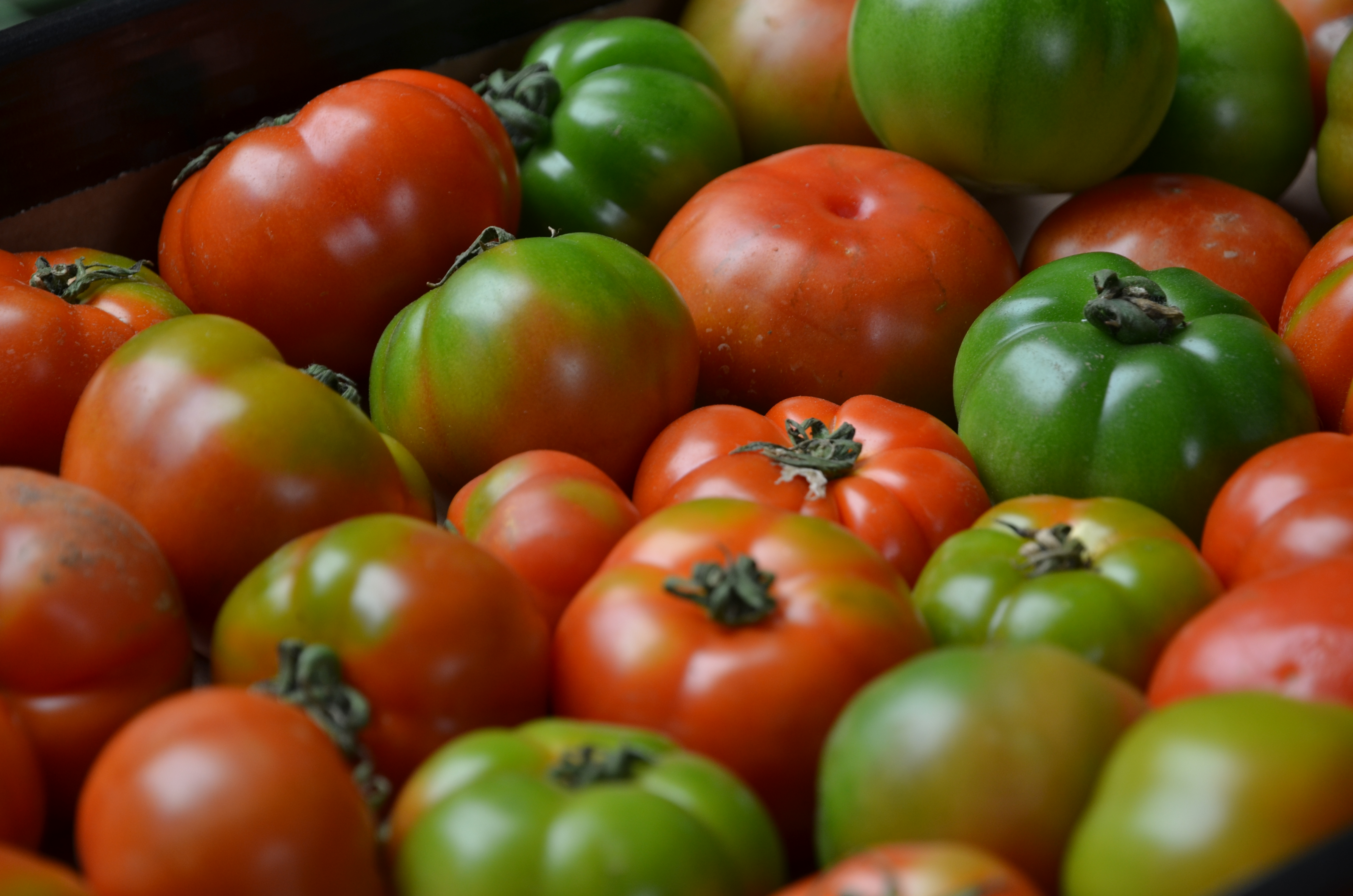 Detail Gambar Sayur Tomat Nomer 43