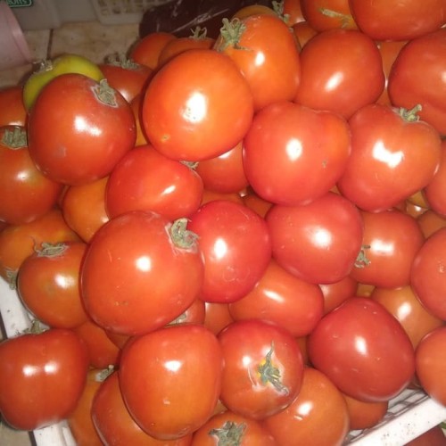 Detail Gambar Sayur Tomat Nomer 44