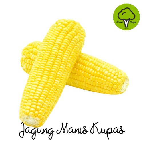 Detail Gambar Sayuran Jagung Nomer 12