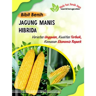 Detail Gambar Sayuran Jagung Nomer 51