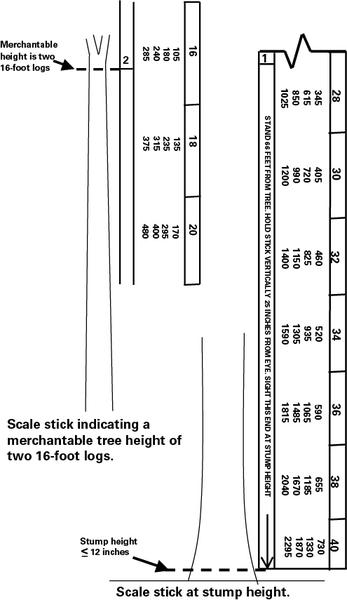 Detail Gambar Scaling Height Nomer 19