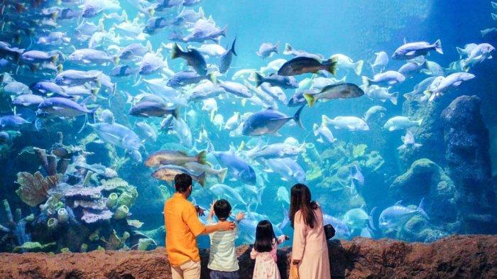 Detail Gambar Seaworld Ancol Nomer 28