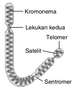 Detail Gambar Sebuah Kromosom Nomer 15