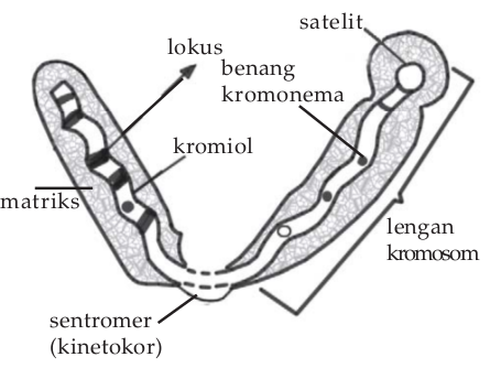 Detail Gambar Sebuah Kromosom Nomer 17