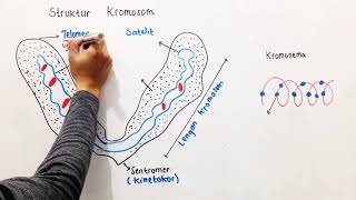 Detail Gambar Sebuah Kromosom Nomer 19