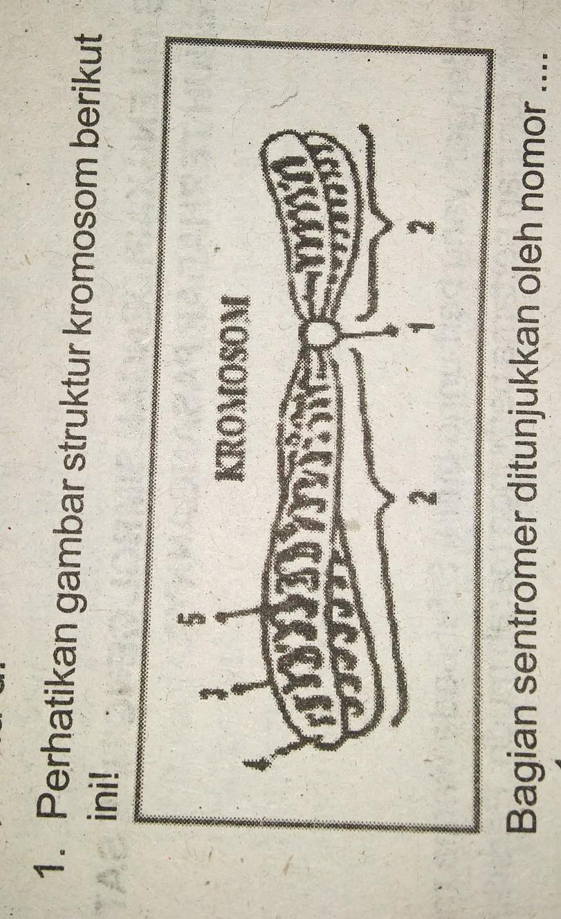 Detail Gambar Sebuah Kromosom Nomer 22