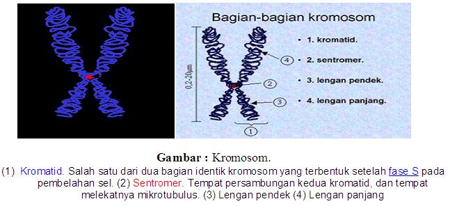 Detail Gambar Sebuah Kromosom Nomer 24