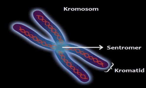 Detail Gambar Sebuah Kromosom Nomer 27