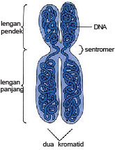 Detail Gambar Sebuah Kromosom Nomer 35
