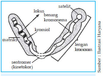 Detail Gambar Sebuah Kromosom Nomer 37