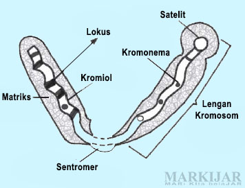 Detail Gambar Sebuah Kromosom Nomer 6