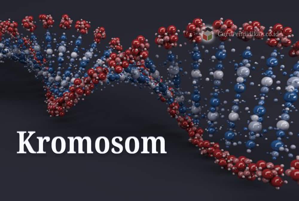 Detail Gambar Sebuah Kromosom Nomer 51