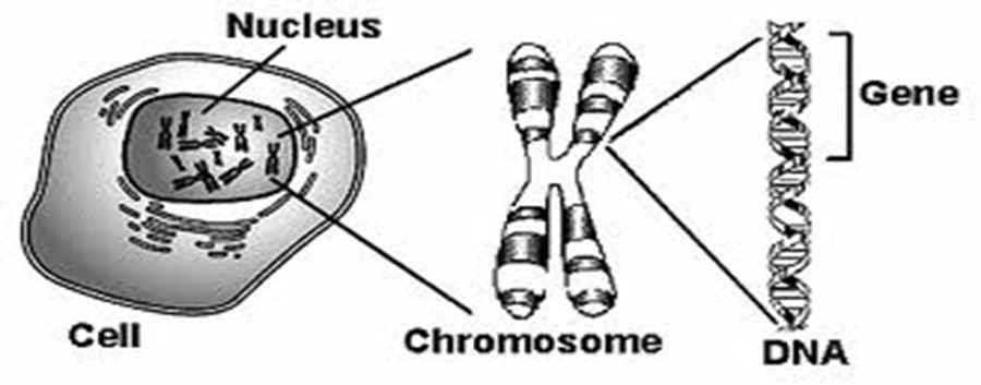 Detail Gambar Sebuah Kromosom Nomer 54