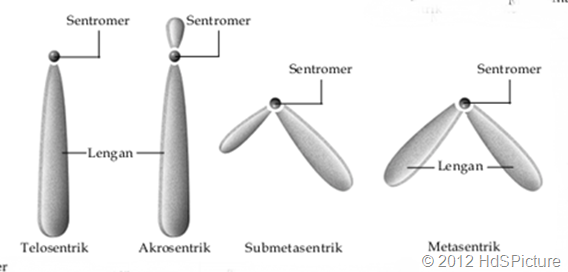 Detail Gambar Sebuah Kromosom Nomer 58