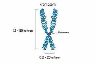 Detail Gambar Sebuah Kromosom Nomer 10