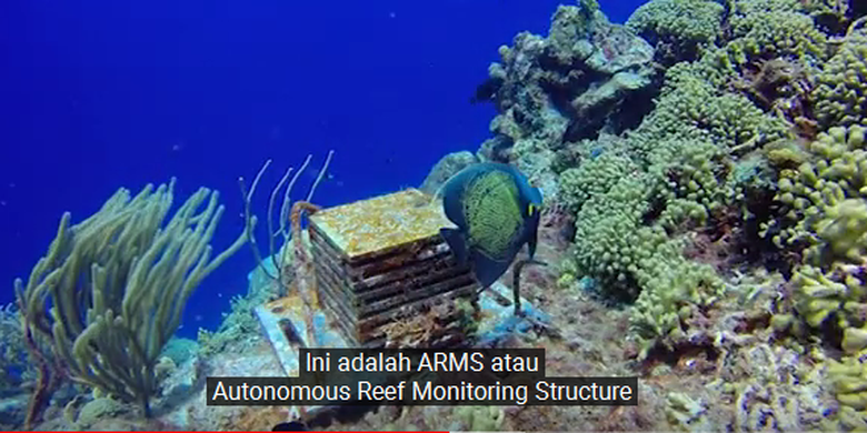 Detail Gambar Sederhana Karang Di Laut Nomer 19