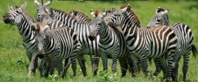Detail Gambar Sekelompok Zebra Nomer 2