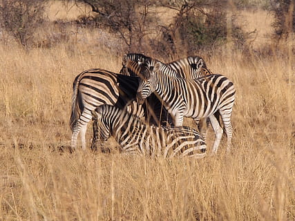 Detail Gambar Sekelompok Zebra Nomer 20