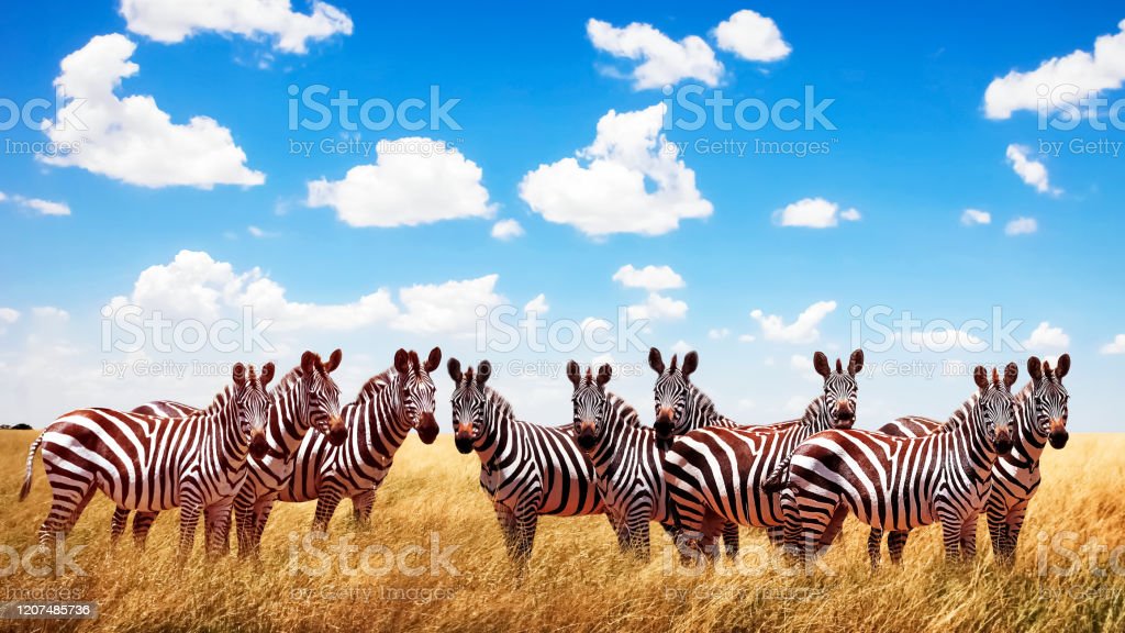 Detail Gambar Sekelompok Zebra Nomer 3
