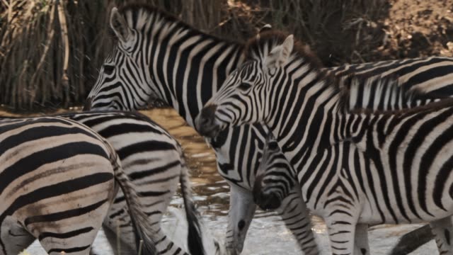 Detail Gambar Sekelompok Zebra Nomer 23