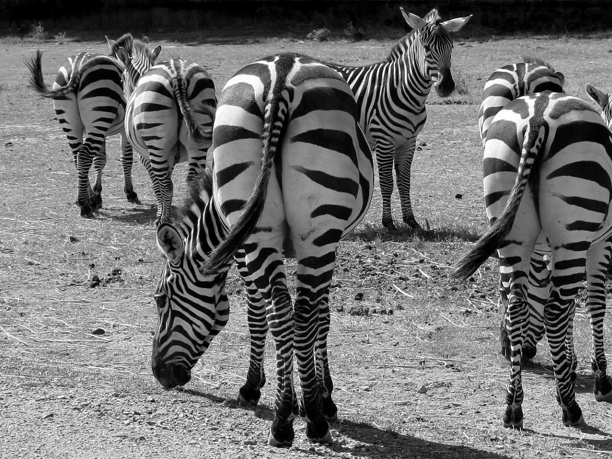 Detail Gambar Sekelompok Zebra Nomer 24